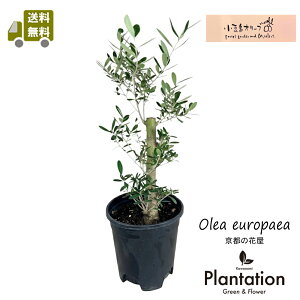 ���i�I�@�������I���[�u�@�@No.1�y���������I�z�y���ĎD�����b�Z�[�W�J�[�h�����z