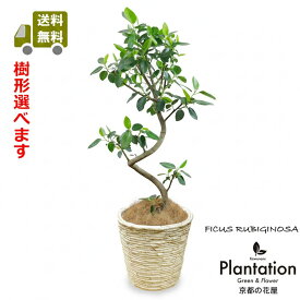 観葉植物 フランスゴムの木7号幹曲がり【送料無料】【立て札＆メッセージカード無料】【結婚祝】【新築祝】【誕生日祝】10P05Nov16
