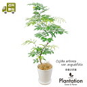 変化を楽しめる観葉植物　エバーフレッシュ幹曲がり8号 白セラアート鉢