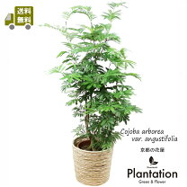 楽天市場】エバーフレッシュ（高さ（植物）131cm ～）の通販