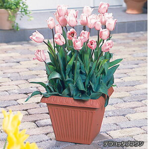 [tXNGAv^[ 340v^[ |pi lp O bV ʋC r eRb^uE EH[x[W