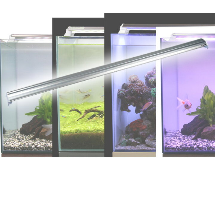 楽天市場 Ledランプ 1cm 水槽用 照明 ライト 水槽用照明 Ledライト 鑑賞魚 熱帯魚 アクアリウム アクセサリー ゼンスイ 送料無料 くらしのｅショップ