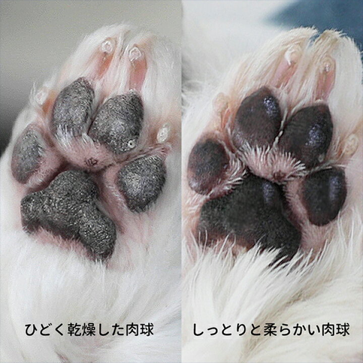楽天市場 肉球ケアエッセンス 肉球の保護 舐めても安心 犬 猫兼用 肉球ケア 肉球クリーム 無添加 無香料 滑り止め ペスルーム Pethroom 送料無料 くらしのeショップ 楽天市場 肉球ケアエッセンス 肉球の保護 舐めても安心 犬 猫兼用 肉球ケア 肉球クリーム 無添加 無香料 滑り止め ペスルーム Pethroom 送料無料 くらしのeショップ