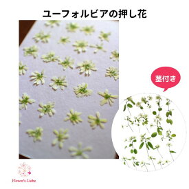 押したて！押し花 素材 ユーフォルビア レジンアクセサリー スマホケース 押し花額 固まるハーバリウム キャンドル ウエルカムボード 結婚証明書 クリアフレーム 人気 花材 ボタニカル ドライフラワー 白 小花 花材