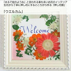 楽天市場 フランネルフラワー 押し花の通販