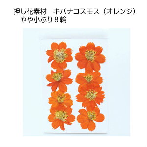コスモス 生花の人気商品 通販 価格比較 価格 Com