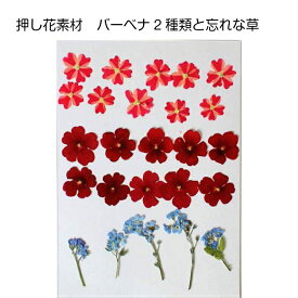 楽天市場 押し花用アクセサリー 植物の種類ワスレナグサ 花 観葉植物用品 花 観葉植物 花 ガーデン Diyの通販