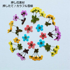楽天市場 押し花の通販