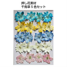 楽天市場 押し花用アクセサリー カラーマルチカラー 花 観葉植物用品 花 観葉植物 花 ガーデン Diyの通販