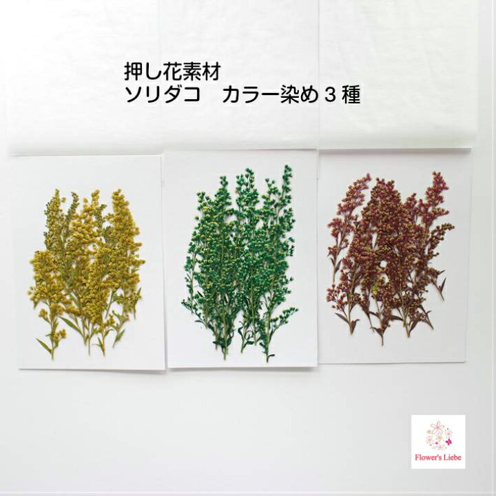 楽天市場 押し花 素材 ソリダコ レジンアクセサリー スマホケース 押し花額 固まるハーバリウム キャンドル クリアフレーム 褪色しない ボタニカル ナチュラル 植物 自然 シック 秋色 フラワーズリーベ