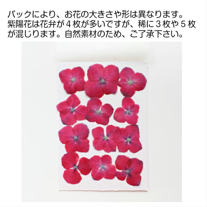 楽天市場 押し花 素材 紫陽花 ボタン色 12枚 レジンアクセサリー スマホケース 押し花額 固まるハーバリウム キャンドル クリアフレーム あじさい アジサイ 人気 レッド ボタニカル ナチュラル 植物 自然 花 濃いピンク フラワーズリーベ