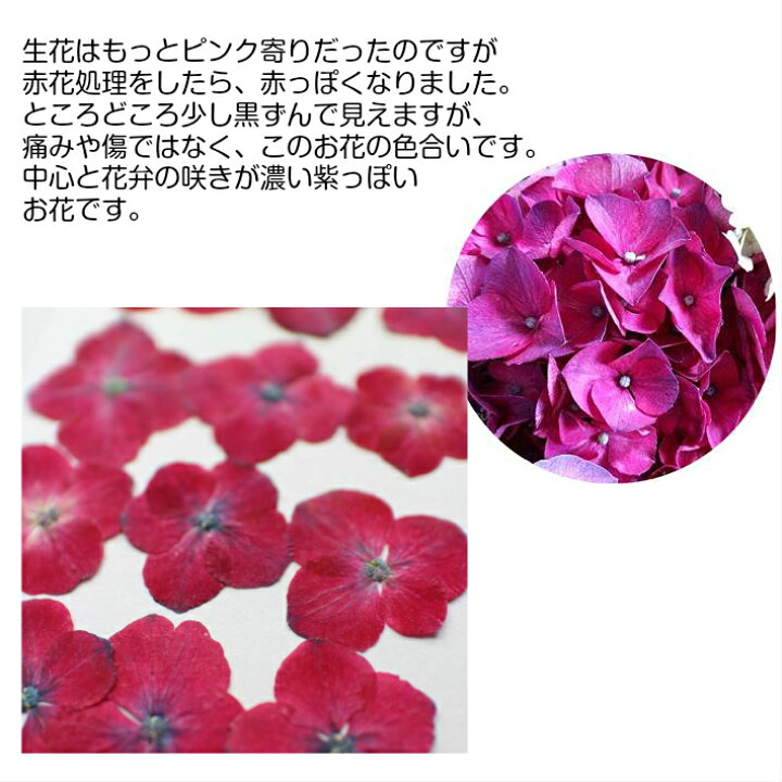 楽天市場 押し花 素材 紫陽花 ボタン色 12枚 レジンアクセサリー スマホケース 押し花額 固まるハーバリウム キャンドル クリアフレーム あじさい アジサイ 人気 レッド ボタニカル ナチュラル 植物 自然 花 濃いピンク フラワーズリーベ
