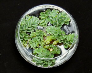 TrjAENNA[^i3jY_@_J̎YɁ