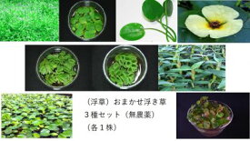 おまかせ浮き草3種セット 無農薬（各1株）