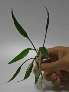 �N���v�g�R���l�@���[�P���X�@5�{