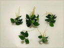 【送料無料】アヌビアスナナ プチ 5株 【水草 前景草 メダカ アクアリウム 用品 流木 熱帯魚】 根茎 推奨水槽 30cm～ …