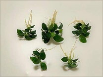 楽天市場】アヌビアスナナプチ 無農薬の通販