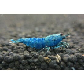 ターコイズディープブルー1匹＋無農薬水草（1000円分相当）と繁殖液（15cc：約2-3カ月分付き　1200円相当）セット（予約注文品）