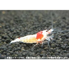 楽天市場 ゲジ 対策 水槽の通販