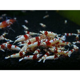 楽天市場 レッドビーシュリンプ 餌 おすすめの通販