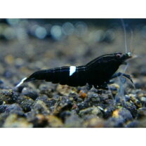 楽天市場】ブラックシャドー シュリンプ（熱帯魚・アクアリウム 