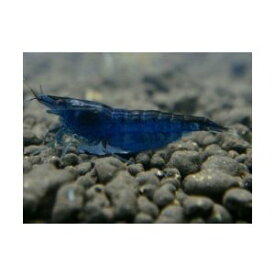 楽天市場 カッコイイ 熱帯魚 アクアリウム ペット ペットグッズ の通販
