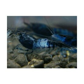 ブラックルリーシュリンプ（ブルー）10匹セット ◆しぶいブラックとブルー◆