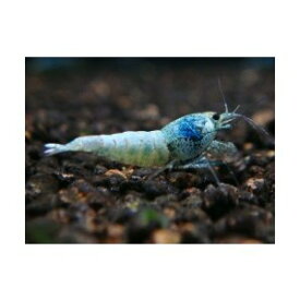 ターコイズ　Aクラス 5匹セット　◆極美◆