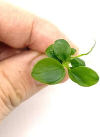 （水草）無農薬　無害虫　アヌビアス バルテリー ミニコイン (1株) 　大きくならないプチタイプ