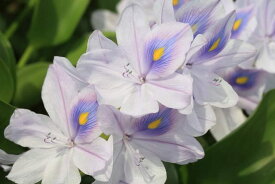 （水草）ホテイアオイ（3株）綺麗な花が咲きます 国産無農薬 ◆メダカの産卵に◆ ビオトープ