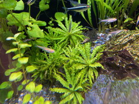 （水草）ポゴステモンヘルフェリー（3本）国産 無農薬　無害虫　水草セット アクアリウム メダカ 金魚 熱帯魚