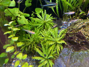 ij|SXewtF[i3{jY _@Q@Zbg ANAE _J  Mы