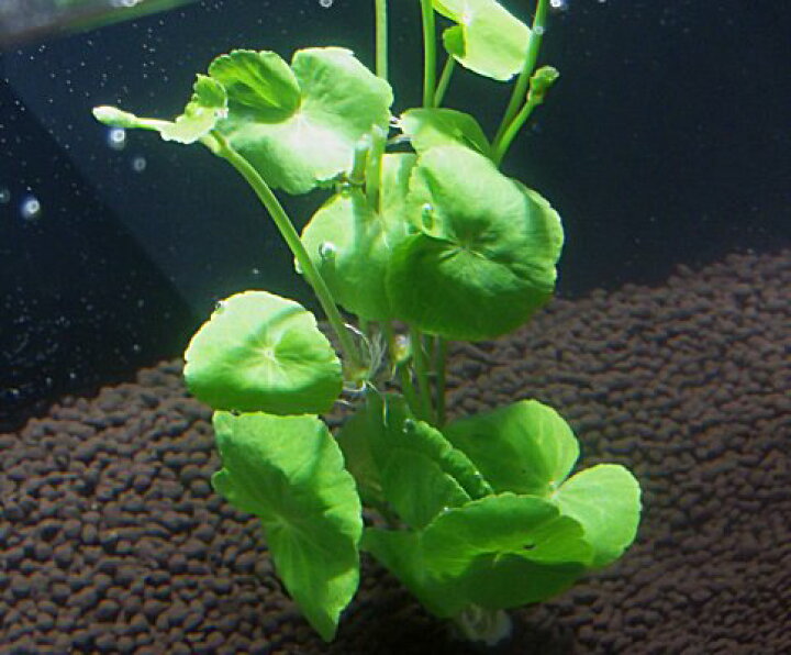 楽天市場 国産無農薬 アマゾンチドメグサ 3本 簡単丈夫な万能選手 水草通販 イイ水草 楽天市場店 楽天市場 国産無農薬 アマゾンチドメグサ 3本 簡単丈夫な万能選手 水草通販 イイ水草 楽天市場店