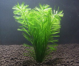 楽天市場 グリーンミリオフィラム 水草の通販