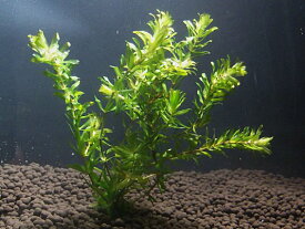 水草 クロモ（5本）国産無農薬 ◆メダカにマッチ◆
