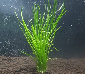 ロングリーフコブラグラス（5本）◆細長いグリーン水草◆