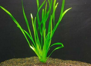 ジャイアントバリスネリア(3本)国産無農薬 ◆美しく丈夫◆