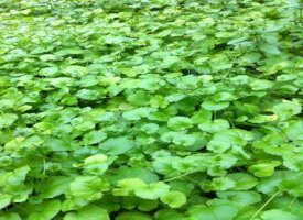 カルダミネリラタ（5本) 国産無農薬　◆日本の水草◆