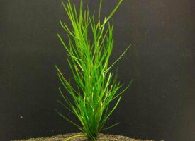 ヤナギモ（5本）◆日本に自生する繊細な有茎種◆