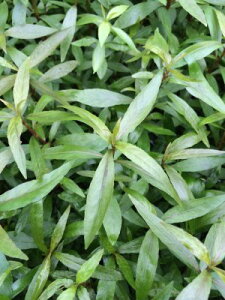 nCOtBES[huEi5{jY_@F̃nCOtB _JɂœK