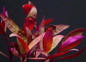 （水草）レッドグラス（5本）国産 無農薬 【水草セット ビオトープ アクアリウム メダカ 金魚 熱帯魚】◆赤い葉が美◆