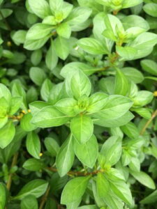 hEBWAEOf[Ti5{)@ԐFn̏vȐ