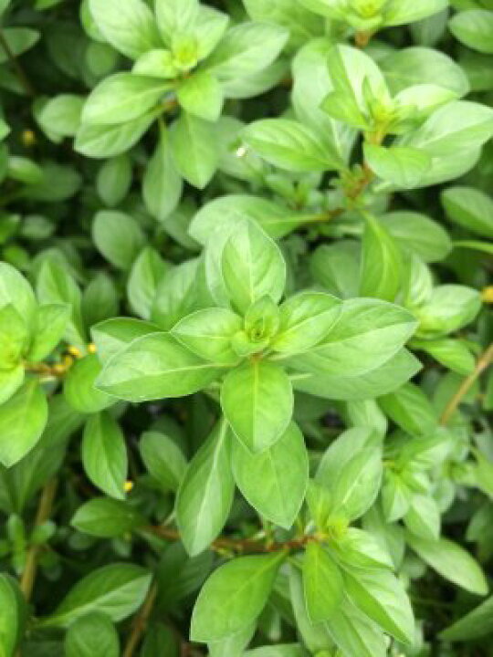 楽天市場 ルドウィジア グランデュローサ 5本 赤色系の丈夫な水草 水草通販 イイ水草 楽天市場店