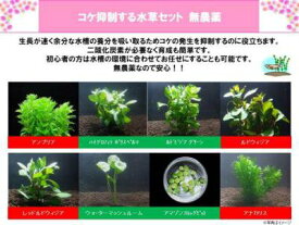 【苔抑制】水草セット 【浮草 無農薬 メダカ用 ビオトープ 金魚 熱帯魚 アクアリウム】