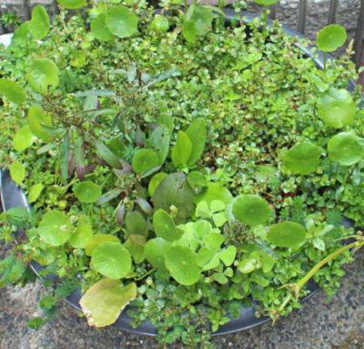 楽天市場 ビオトープ用水草 30本セット 無農薬 無害虫 お買い得セール品 水草通販 イイ水草 楽天市場店