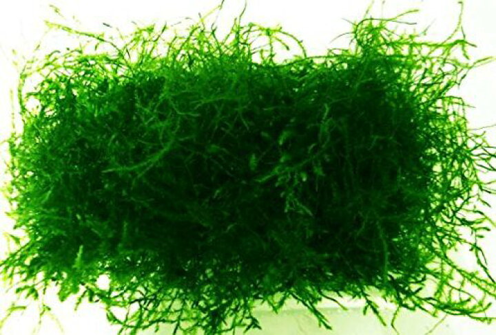 楽天市場 水草 ウィローモス 綺麗 フードパック一杯 横幅10cm 奥行8cm 深さ2cm 発送時はパックなしで圧縮発送 無農薬 水草通販 イイ水草 楽天市場店