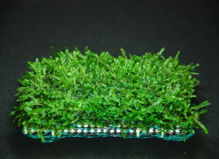 楽天市場 水草 国産無農薬 ウィローモスマット 横10ｃｍ 縦5ｃｍ 置くだけ簡単レイアウト 水草通販 イイ水草 楽天市場店