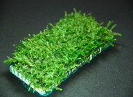 (水草) 国産無農薬 ウィローモス マット (横10cm×縦5cm) 【置くだけ 小型水槽 底床 アクアリウム メダカ…