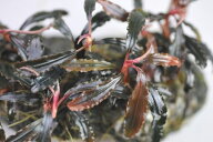 (水草) ブセファランドラ sp クダガン 1株 【水草 冬 グラス 栄養 アクアリウム 水槽 メダカ 熱帯魚】 赤…