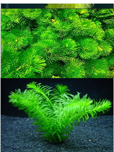 水草 マツモの人気商品 通販 価格比較 価格 Com
